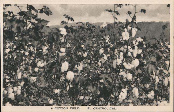 A Cotton Field El Centro California