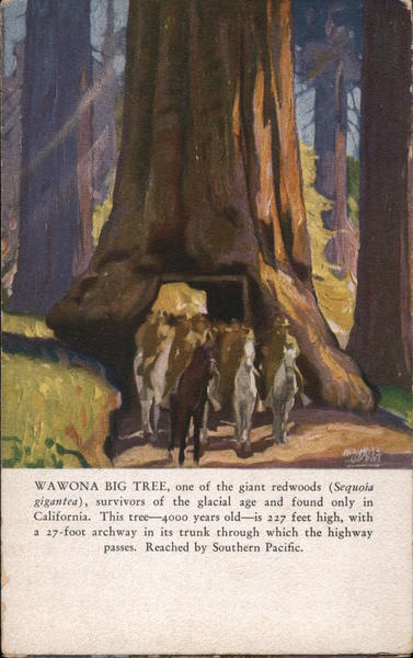 Wawona Big Tree California
