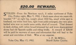 Stolen from the Newkom Ranch, One Black Mare - Reward Postcard