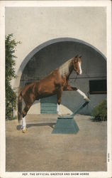 Pep, The Official Greeter And Show Horse at W. K. Kellogg Arabian Horse Ranch Postcard