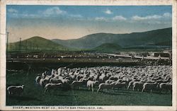 Sheep, Western Meat Co. Postcard