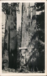 Old Faithful Redwood Tree, "Please Do Not Destroy Me, I Am Nearly 3,000 Years Old" Postcard