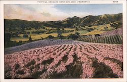 Foothill Orchard Postcard