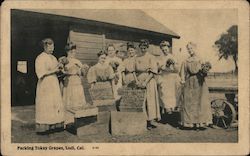 Packing Tokay Grapes Lodi, CA Postcard Postcard Postcard