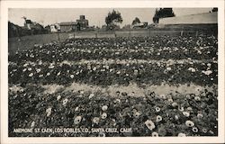 Anemone St. Cael Postcard