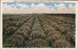 Juayule Plants from which Rubber is made Salinas, CA Postcard Postcard Postcard