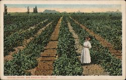 Raisins Drying, San Joaquin Valley Postcard