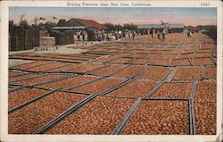 Drying Peaches Postcard