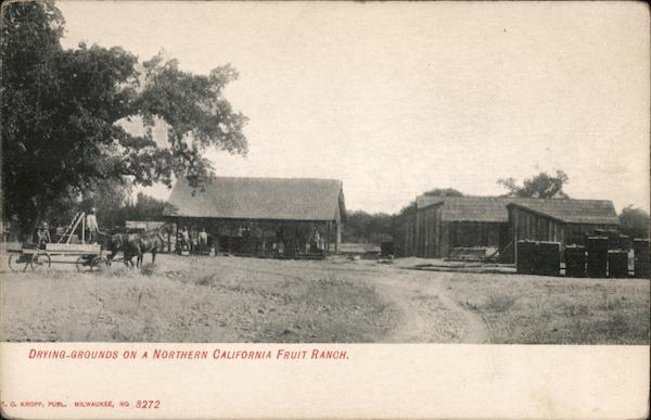 Drying Grounds on a Northern California Fruit Ranch