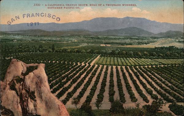 A California Orange Grove, Road of a Thousand Wonders San Francisco