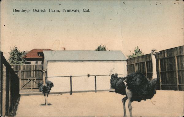 Bentley's Ostrich Farm Fruitvale California