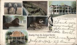Greetings form the Zoological Garden Postcard