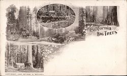 California Big Trees Postcard Postcard Postcard