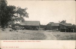 Drying Grounds on a Northern California Fruit Ranch Postcard