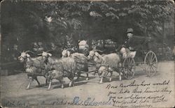 Carriage with a Four Goat Team Postcard