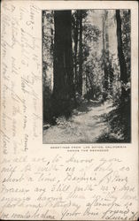 Greetings from Los Gatos, California among the Redwoods Postcard