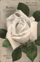 Rose Carnival Postcard
