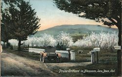 Prune Orchard in Blossom Postcard