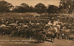 Rodeo-Santa Margarita Postcard