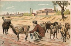 A Greek peasant milking his goats Greece Greece, Turkey, Balkan States Postcard Postcard Postcard