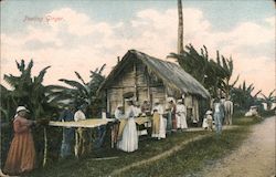 Peeling ginger Postcard
