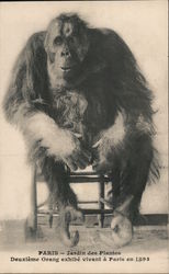 Orangoutan Exhibit, Jardin des Plantes Zoo, 1893 Postcard