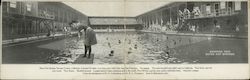 People Swimming in Boyes Hot Springs Postcard
