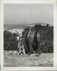 A Buffalo and It's Cub, Oregon Original Photograph