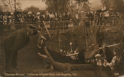 "Chicken Dinner" - California Alligator Farm Los Angeles, CA Postcard Postcard Postcard