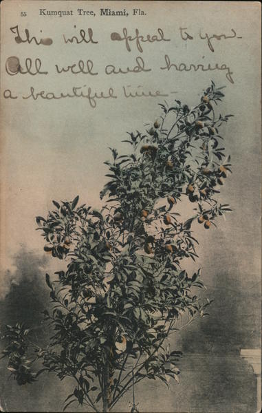 Kumquat Tree Miami Florida