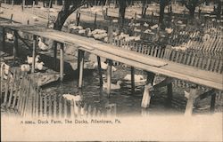 Duck Farm, THe Ducks Postcard