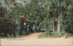 Picking Oranges Postcard