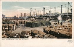 Cotton on the Levee Postcard