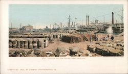 Cotton on the Levee Postcard