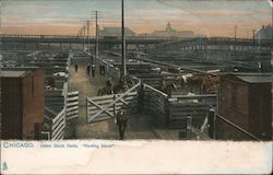Union Stock Yards "Yarding Stock" Chicago, IL Postcard Postcard Postcard