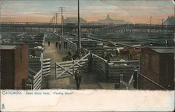 Union Stock Yards "Yarding Stock" Postcard