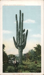 Giant Cactus Postcard