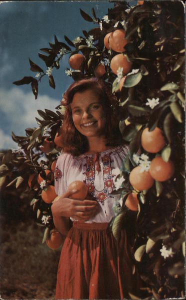 Picking the Citrus Crop Florida