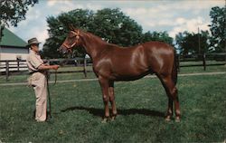 YEARLING READY FOR SALE - The Heart of the Blue Grass Country Postcard