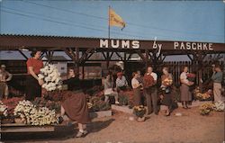 Mums by Paschke North East, PA Postcard Postcard Postcard