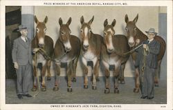 Horsees: Prize Winners at the American Royal Postcard