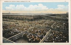 Kansas City Stock Yards Postcard