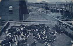 Stock Yards Postcard