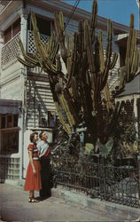 Giant Cactus on Duval Street Key West, FL Postcard Postcard Postcard