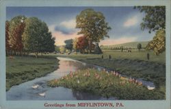 Greetings - Stream, Ducks, Grazing Cattle Postcard