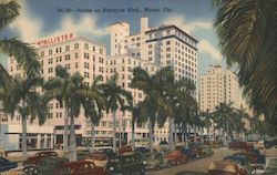 Palms on Biscayne Boulevard Postcard