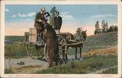 Feeding a Wild Bear Yellowstone National Park, WY Postcard Postcard Postcard