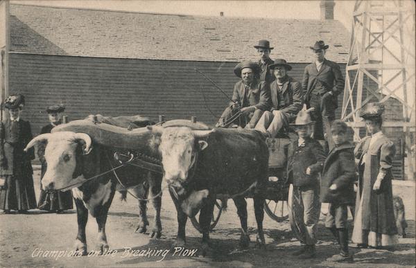 Champions on the Breaking Plow - Ox Team Omaha Nebraska