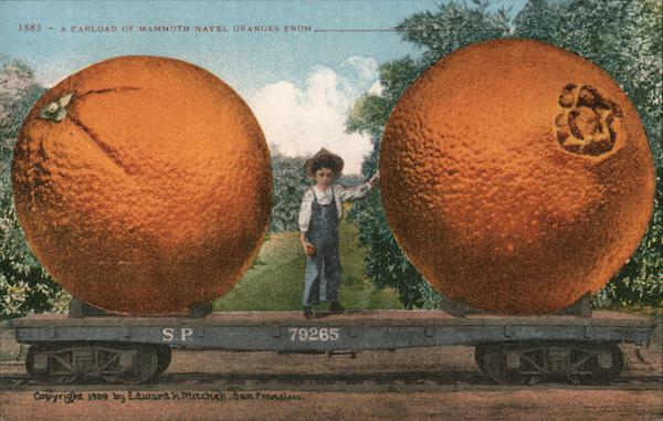 A Railroad Car of Mammoth Navel Oranges Exaggeration