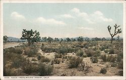 Mojave Desert Yucca Trees California Postcard Postcard Postcard